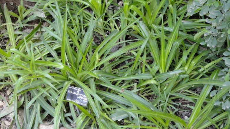 Cây Lục thảo. Chlorophytum capense - Cây Thuốc Nam Quanh Ta